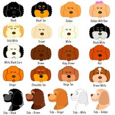 different types of poodles with their names in each one's ear and nose