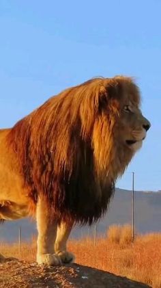 a large lion standing on top of a rock