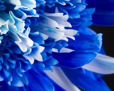 blue and white flowers are shown close up