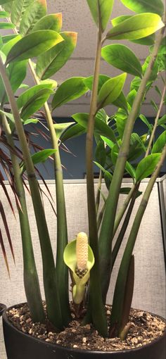 a potted plant with green leaves in it