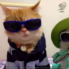 an orange cat wearing sunglasses and a green hat sitting next to a stuffed animal in a dress