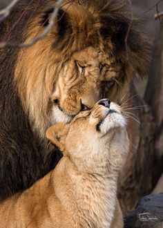 two lions are playing with each other in the wild, one is rubbing its face against the other's neck