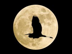 a large bird flying in front of a full moon