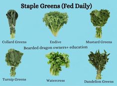 a bunch of different types of vegetables on a blue background with the words, staple greens fed daily