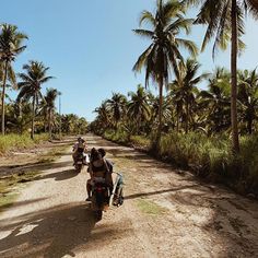 three people riding motorcycles down a dirt road with palm trees in the backgroud