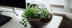 an office desk with a computer, keyboard and plant in a glass bowl on it