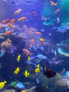 a large aquarium filled with lots of different types of colorful fish swimming in the water