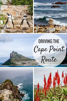 the cape point route is one of the best things to do in cape town, south africa