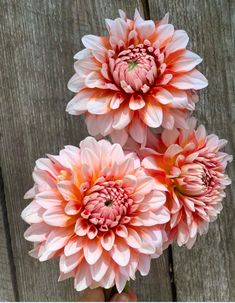 three pink flowers sitting on top of a wooden table next to each other in front of a fence