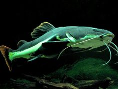 a fish that is sitting on some grass in the dark water with it's mouth open