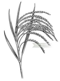 a drawing of some grass on a white background