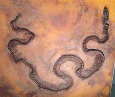 a group of worms crawling on top of a yellow and brown wall next to a black bird