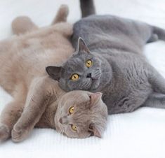 two grey cats laying on top of each other