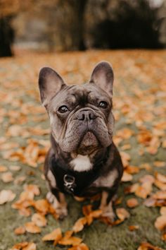 a small dog sitting in the grass with leaves on it's ground and looking at the camera