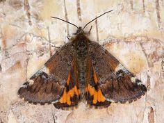 a brown and orange moth sitting on top of a stone wall with peeling paint behind it