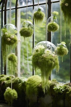 moss covered balls hanging from a window sill