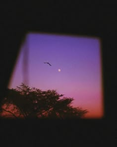 a bird flying in the sky at dusk with a tree and moon visible through it