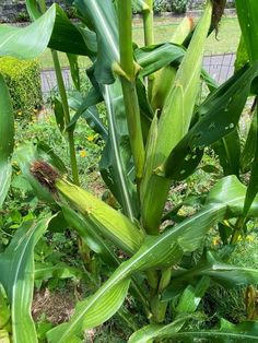 a large plant with green leaves in the grass