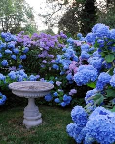 there is a bird bath in the middle of some blue hydrangea bushes and trees