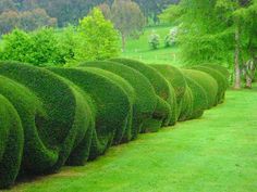 a long row of green bushes in the middle of a grassy area with trees on either side