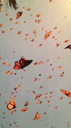 a group of butterflies flying in the sky