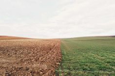 two rows of green grass in the middle of a field with dirt on each side