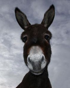 a donkey looking at the camera with a cloudy sky in the background