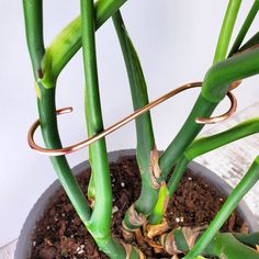 a potted plant with green stems in it