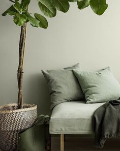 a green plant sitting on top of a wooden bench next to a pillow and potted plant