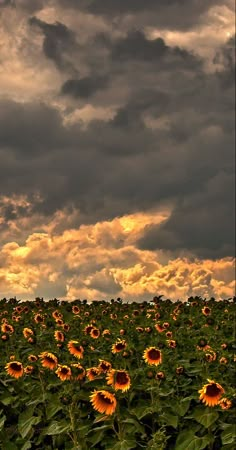 sunflowers are blooming in the middle of a field under a cloudy sky