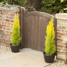 two large potted plants in front of a wooden gate with brick walls and stone walkway