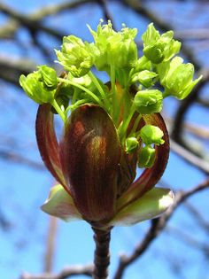 a close up of a flower on a tree branch with blue sky in the background