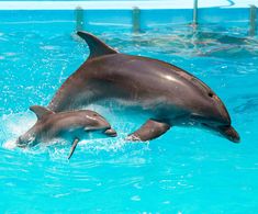 two dolphins are swimming in the blue water