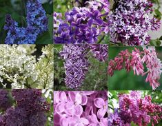 many different types of flowers are shown in this collage, each with purple and white blooms