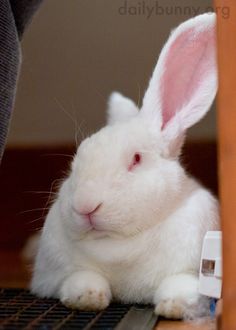 a white rabbit sitting on top of a wooden floor next to a laptop computer keyboard