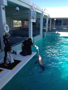 two people standing near a pool with a dolphin in the water and one person feeding it