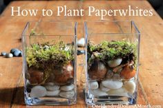 two clear vases filled with moss and rocks on top of a wooden table next to each other