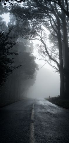 an empty road surrounded by trees in the fog