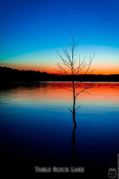 a lone tree in the middle of a lake at sunset