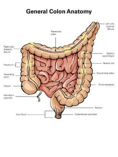 the anatomy of the human stomach