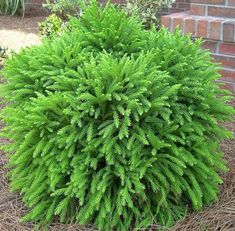 a green plant in the middle of some grass