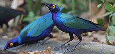 two blue and green birds standing next to each other on top of a leaf covered ground