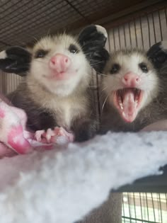 two ferrets in a cage with their mouths open