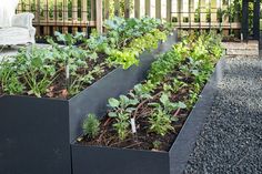 an outdoor garden with many different plants growing in the planters and on the ground