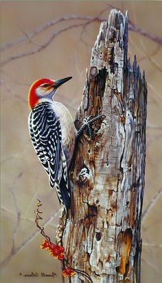 a painting of a red - bellied woodpecker perched on a tree trunk