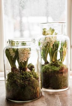 two glass jars filled with plants and moss