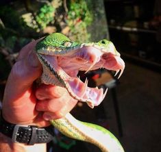 a person holding a green snake with its mouth open