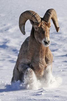 a ram running in the snow with large horns