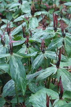 some very pretty green plants with purple flowers in the middle and red leaves on them