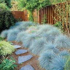 a garden with lots of blue plants and rocks